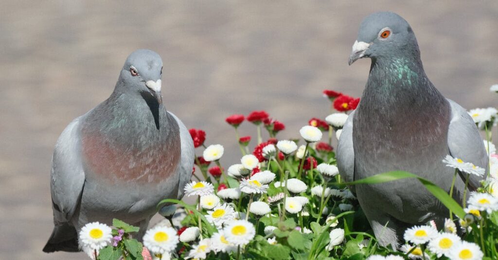 pexels-photo-32243263-32243263 Two pigeons perched among vibrant spring daisies and red flowers in an outdoor setting.